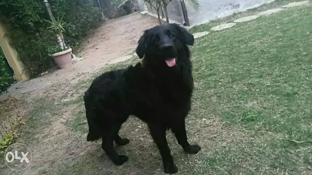 Black retriever