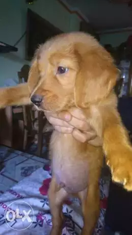 كلب جولدن بيور