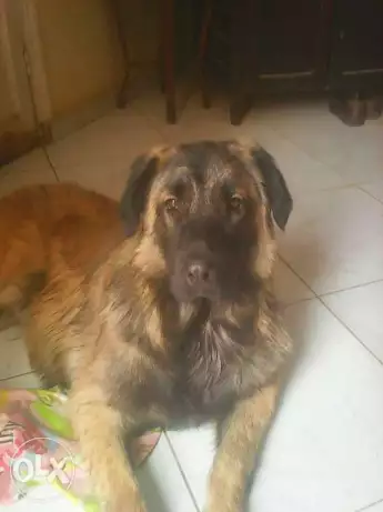 Mix golden &lebrador