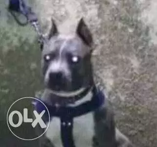 بيتبول شرس ضد الغرباء