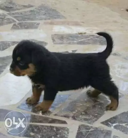 جراوي روت وايلر ٤٠ يوم تقليب عالي تصفيات بسعر رمزي