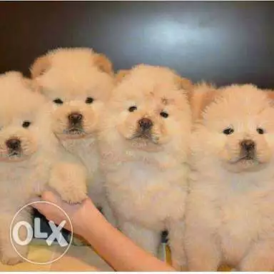 Chow chow puppies 45 days for sale