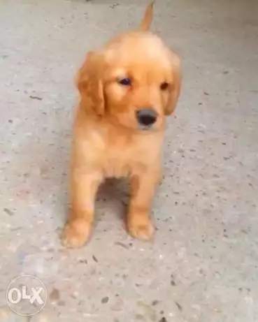 Golden retriever male 55 days