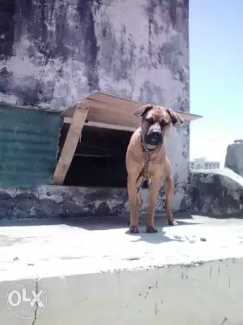 نتاية دنوار علي بيتبول