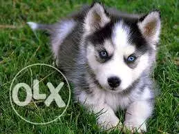 Sebirian husky puppies male and female pure blood chain