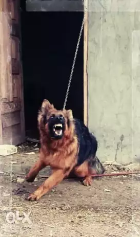 دكر جيرمن شيبرد مواصفات عاليه مستورد فرصه مش هتتعوض للبيع للاستفسار الاتصا