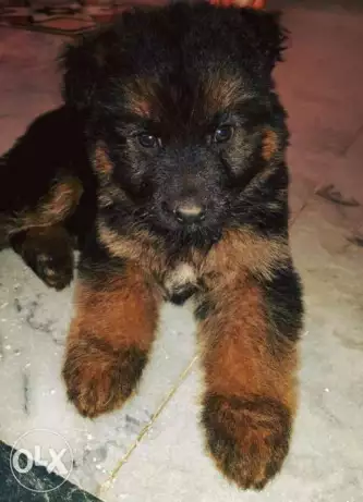 للبيع انثى جيرمن شيبرد اهالي المانيا