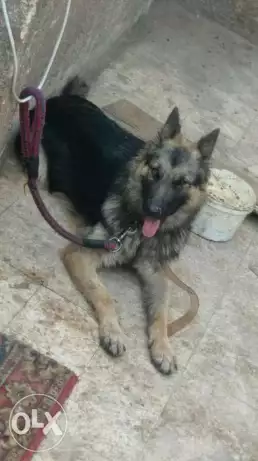 نتاية جيرمن تقليب