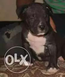 جرو ذكر بيتبول