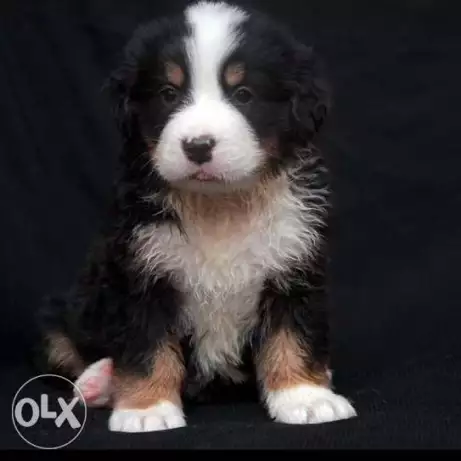 Female Berneez mountain dog