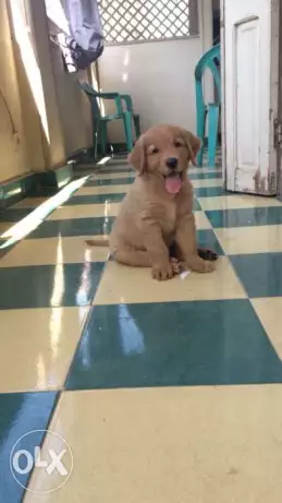 Pure golden retriever puppy