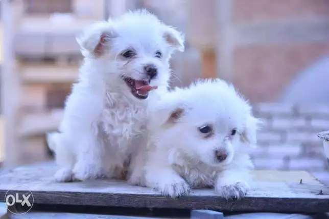 كلاب جري فون