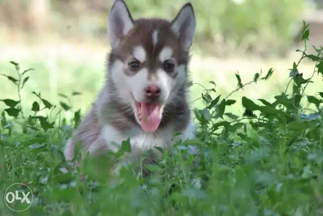 Siberian husky Puppy 30 days in Picture 2 Female 1 male