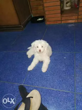 جريفون بيوور