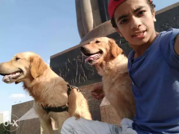 دكر جولدن للبيع بسعر مغري