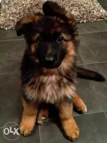 German shepherd long hair