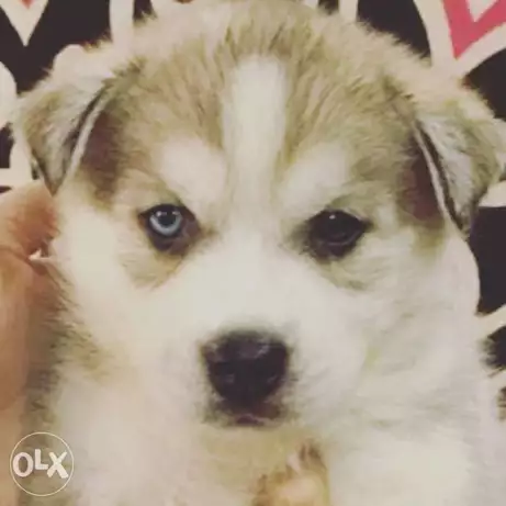 Male husky