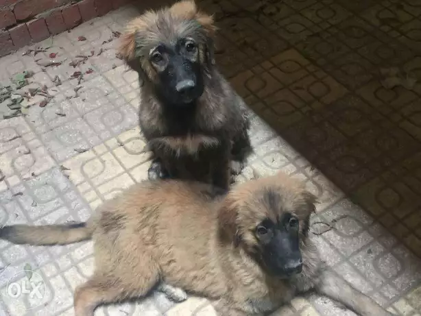 كوكجين Caucasian 3 شهور ونص