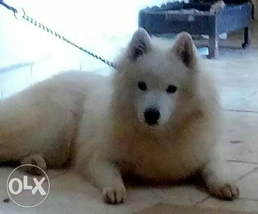 Female Samoyed dag 2 years