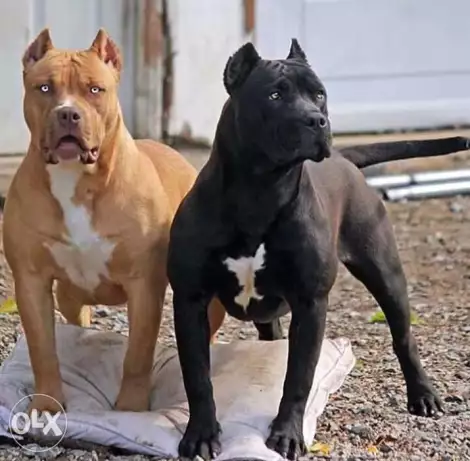 فرصه نتايه بيتبول امريكي تقليب عالي عمر 65يوم