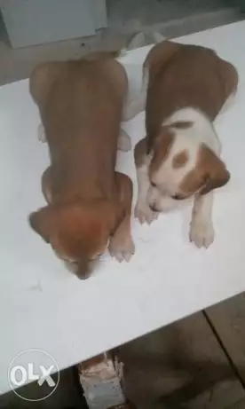 جراوي بيتبول