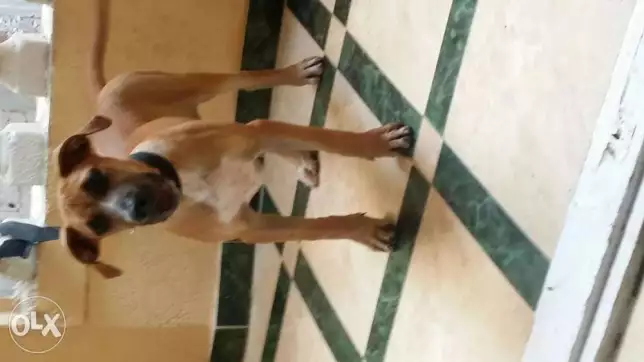 كلب بيتبول للبدل جولدن او جيرمن