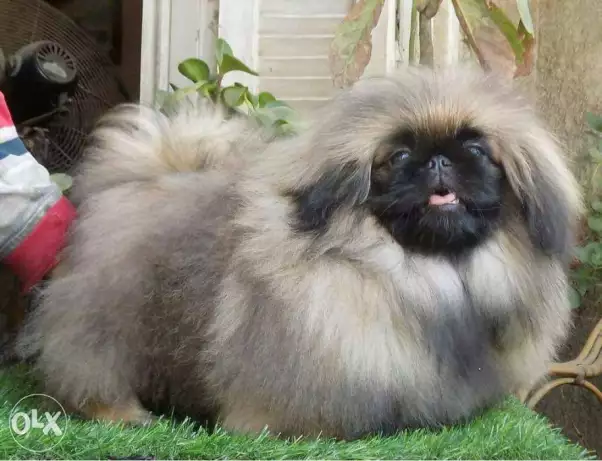 اجمل دكر بيكنواه