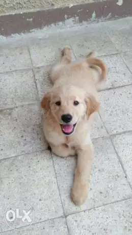 دكر جولدن ٣ شهور