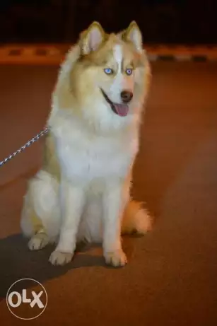 دكر هاسكي للجواز فقط و ليس للبيع