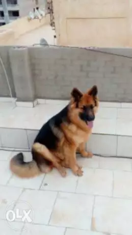 جيرمن 11 شهر ونص للبيع