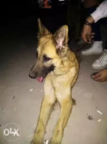 نتاية جيرمين 1واربع شهور شعر حمرا شراسة طاعة