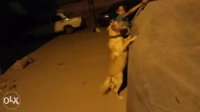 جولد ريتفرد 6 شهور ومطعم