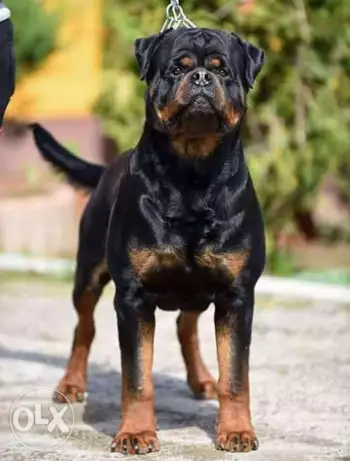 جراوي روت 35 يوم الاب مستورد