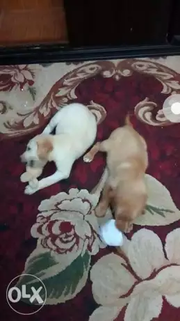 جروين جولدن ريتريفر ابيض وجولد شهرين