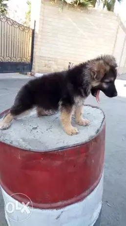 أجمل جروايه لونج هير مواصفات مميزه 52يوم للبيع