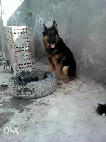 للبيع أو البدل بحمام