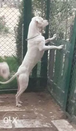 Dogo Argentino international champions