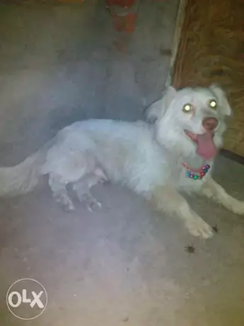 كلب كوكر ٧شهور لولو سنه و نص