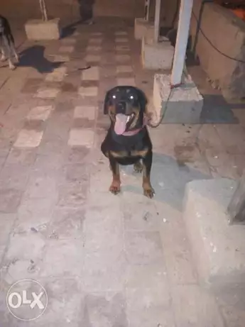 للبيع نتايه روت المانى 9شهور عشان مسافر