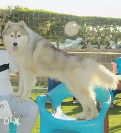 Dogs بطل مصر مايلو ( للزواج فقط )