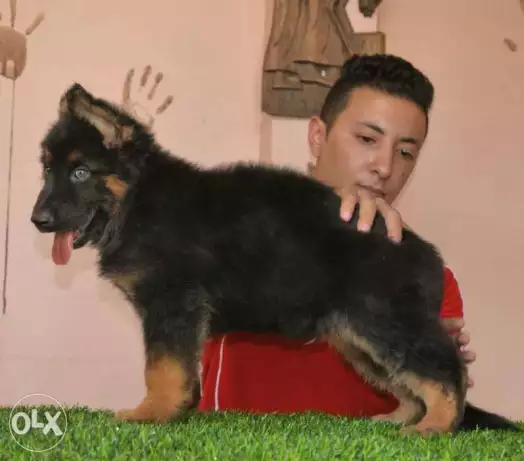 للبيع اخر دكر و نتاية كينج شيبرد عمر 53 يوم بجميع المواصفات القياسية