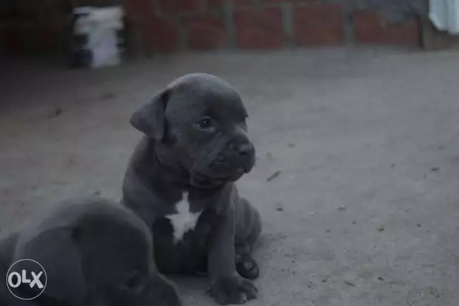 جراوي بولي بيتبول