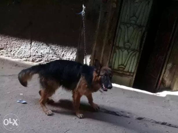 جيرمن شيبرد شولاين