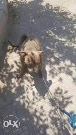 كلب بيتبول امريكاني