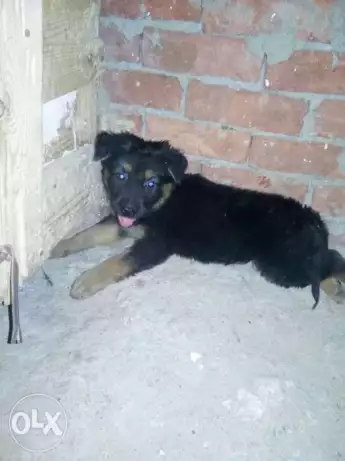 للبيع دكر جيرمن ٤٠ يوم