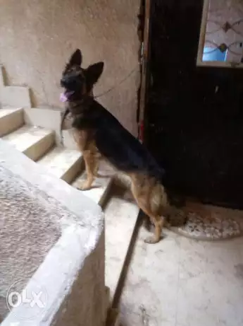 حايضه الان نتايه مخلفه مره للبيع