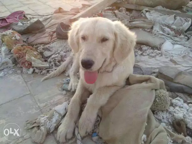 للبيع جرو جولدن ريتريفر