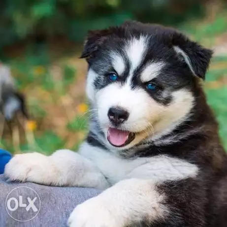 Last male and female Husky puppies for sale