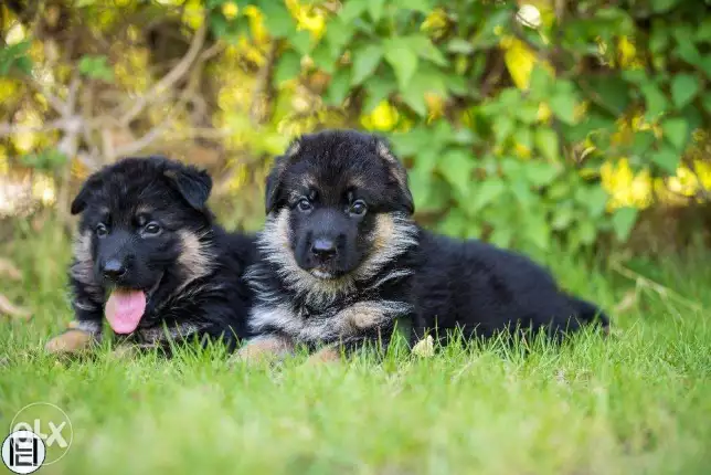 German Shepherd puppies for sale