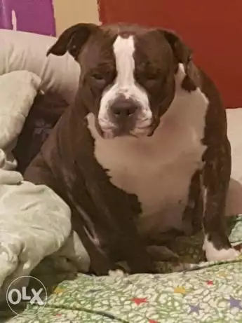 دكر ونتايه ٤٥ يوم